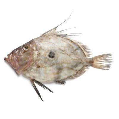 ZONNEVIS (ST-PIERRE) 0,5-1 KG BRUT !!!! PROMOTIE !!!! ZONNEVIS (ST-PIERRE) 0,5-1 KG BRUT !!!! PROMOTIE !!!!