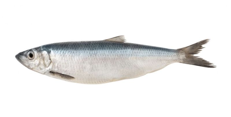 HARING 6,90 €/KG - SARDIENEN 8,95 €/KG - MAKREEL 12,70 €/KG