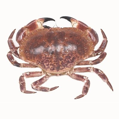 KRAB:  19,90 €/kg - KRABNIJPERS (POTEN): 23,90 €/kg