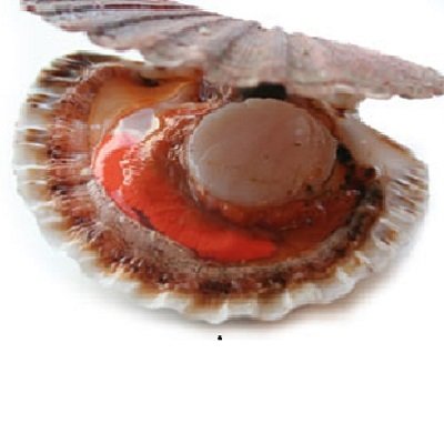 COQUILLES IN DE SCHELP BRUT à 9,50 €/KG / GEKUIST POTJE PER 1 KG à 57 €/KG NETTO