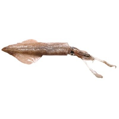 PIJLINKTVIS VERS 32,90 €/KG - ZEEKAT VERS 15,00 €/KG -OCTOPUS VERS 18,50 €/KG
