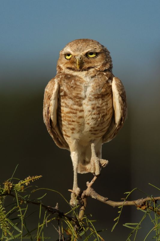 Burrowing Owls