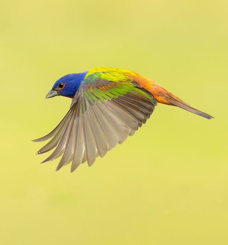 Birds in Flight Master Class - April/May 2026