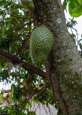 Soursop Tea