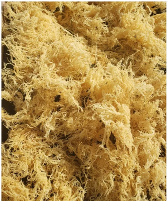 Golden Sea Moss