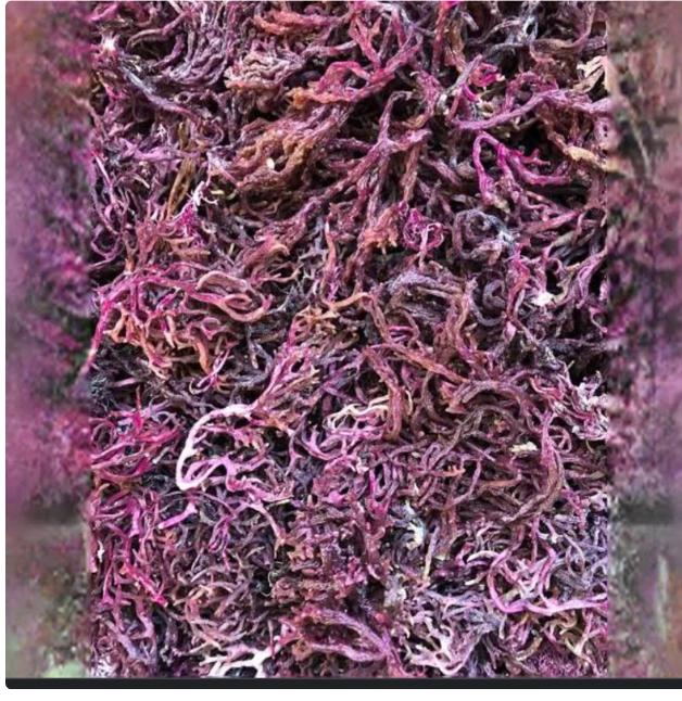 Sea Moss - Sun Dried