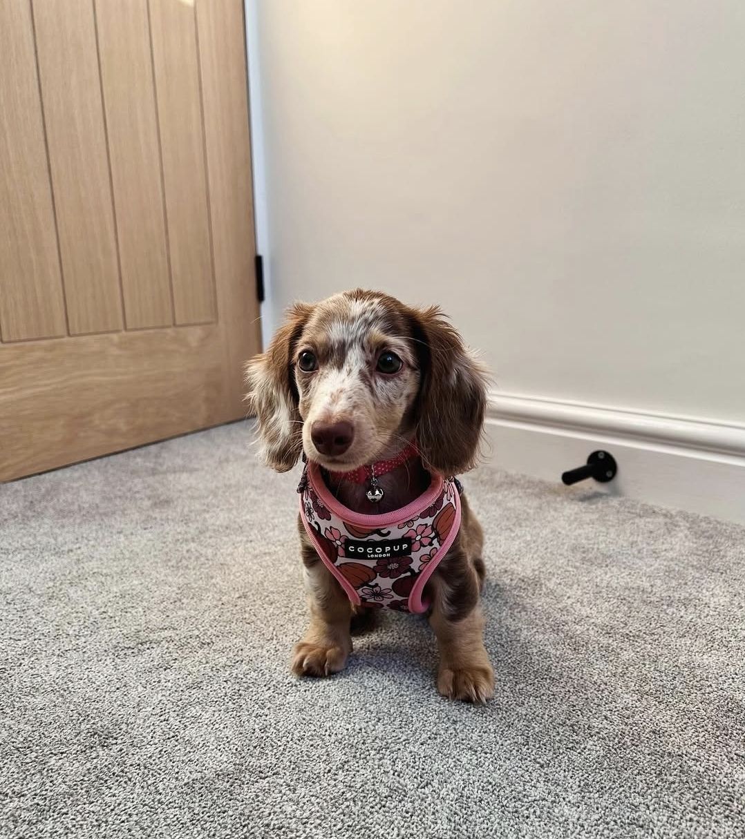 Chloe