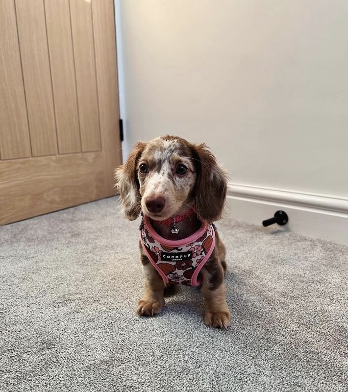 Chloe
