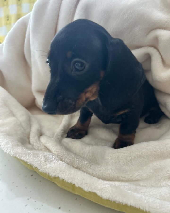 Frank 