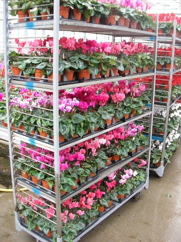 Ladder style Cart