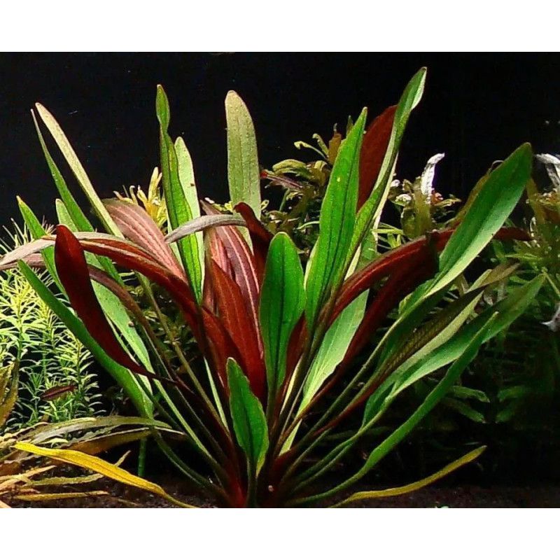 Echinodorus red devil (In beker)