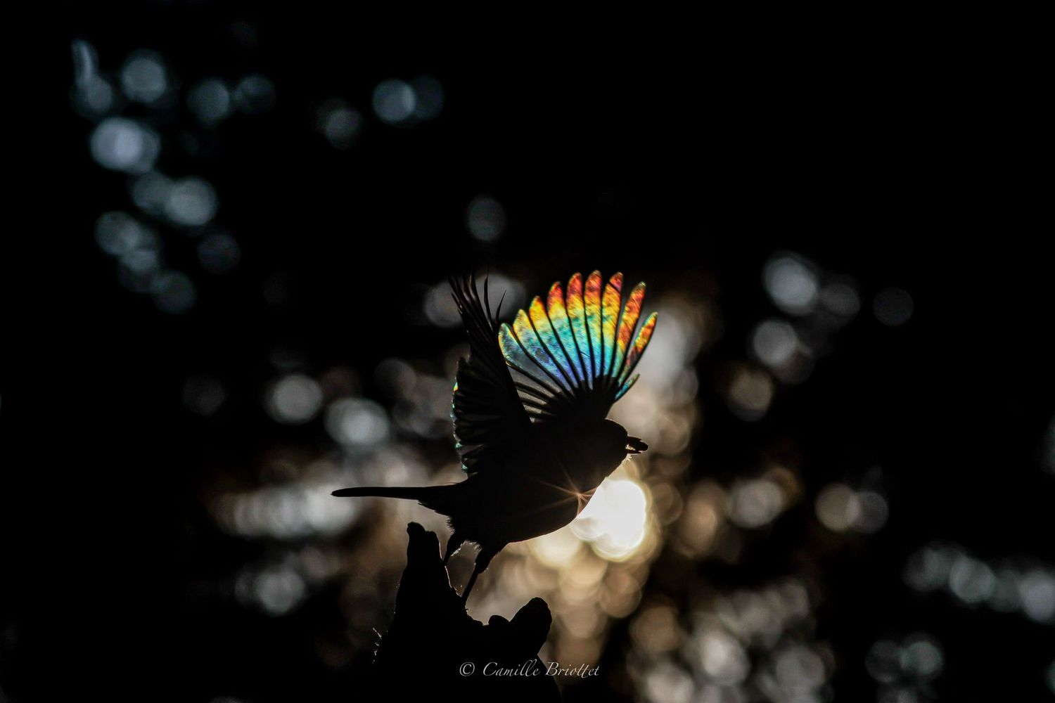 Mésange arc en ciel