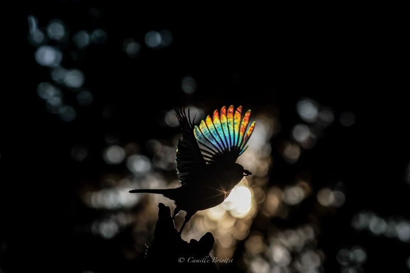 Mésange arc en ciel