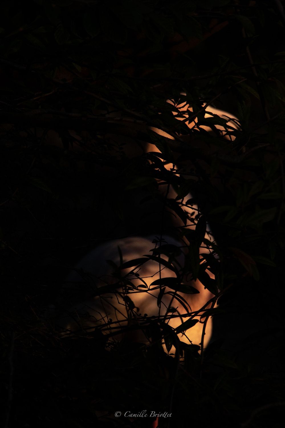 Silhouette