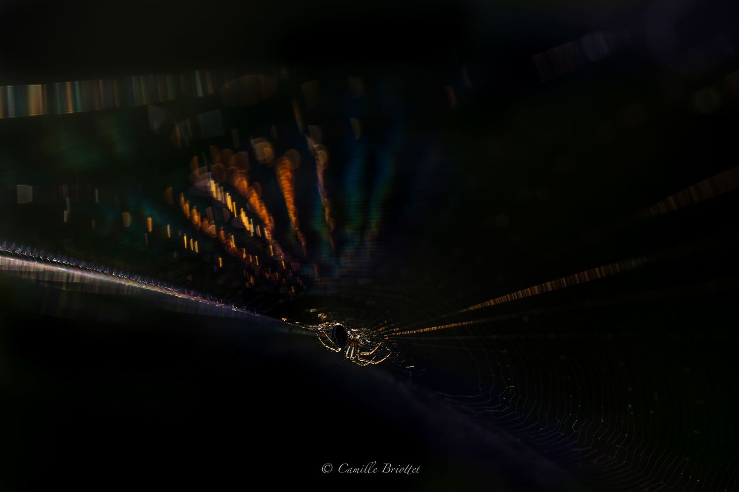 Araignée du soir
