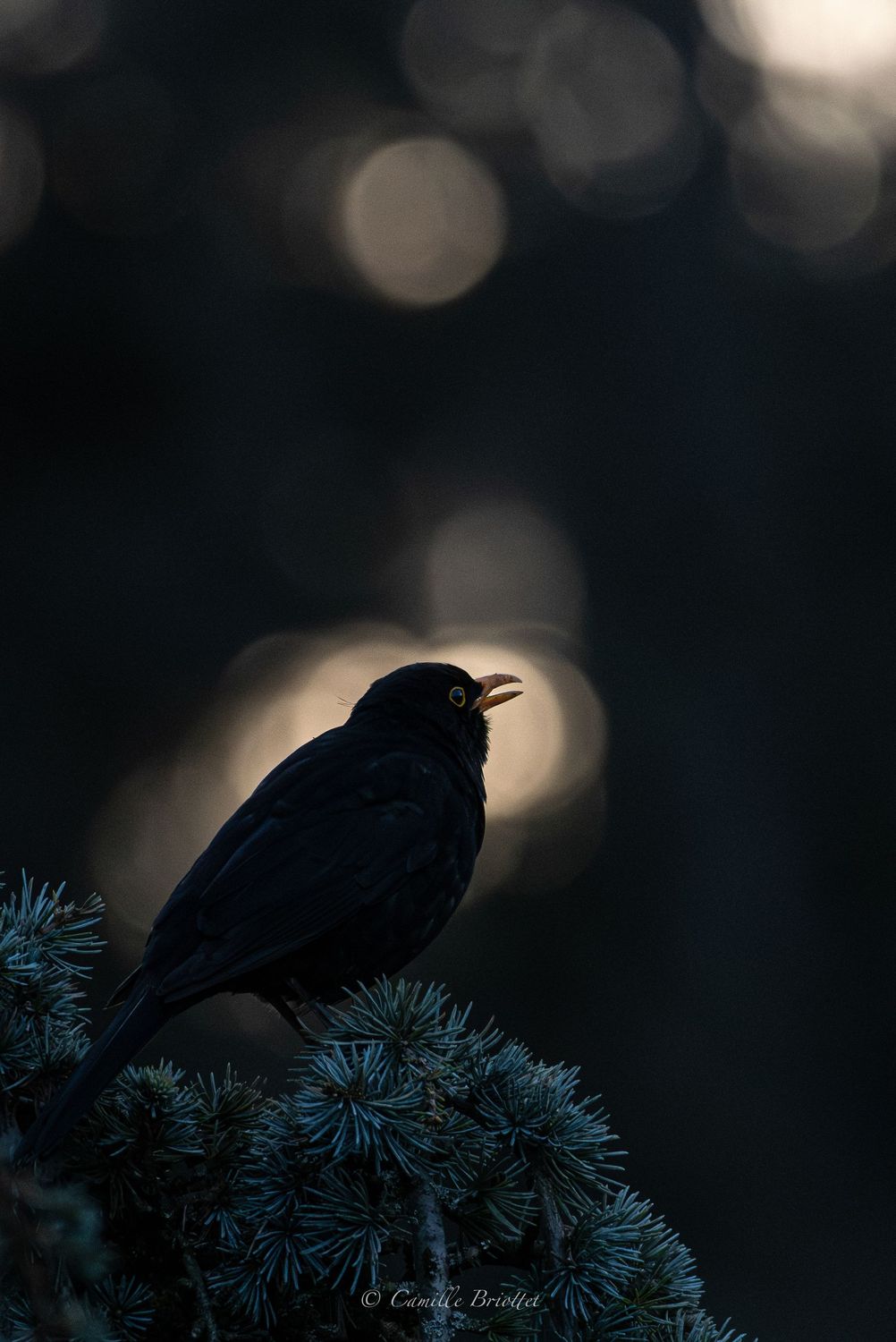 Spotlight