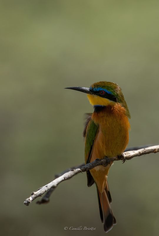 Guêpier nain
