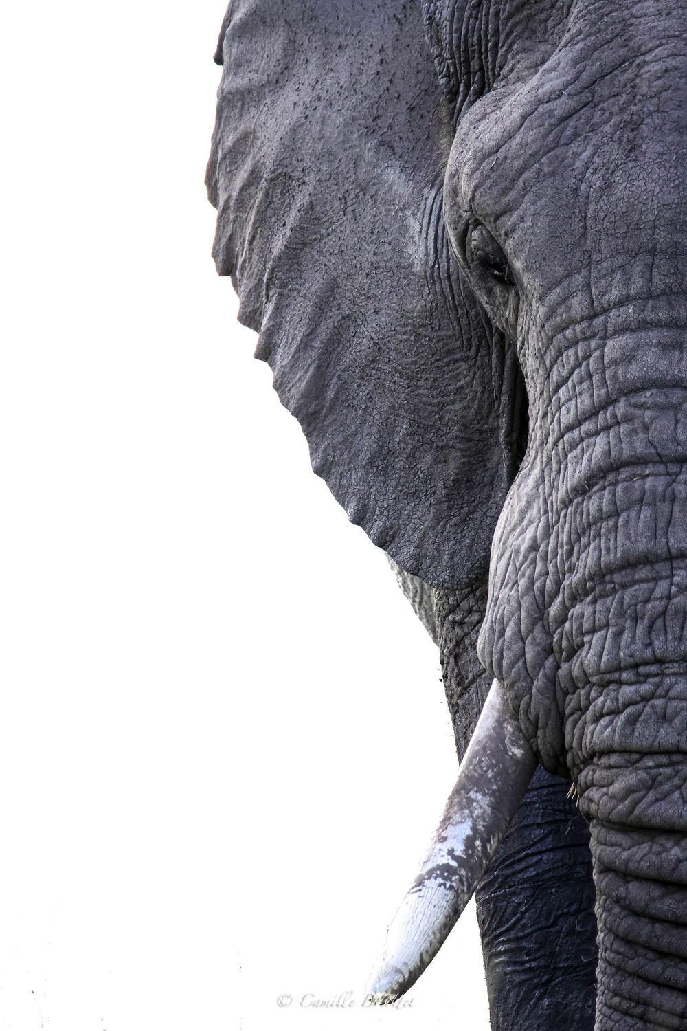 Géant d'Afrique