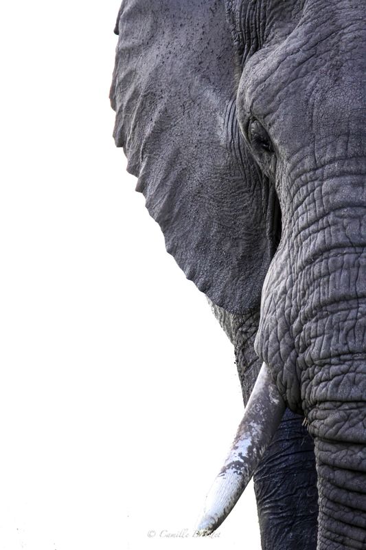Géant d'Afrique
