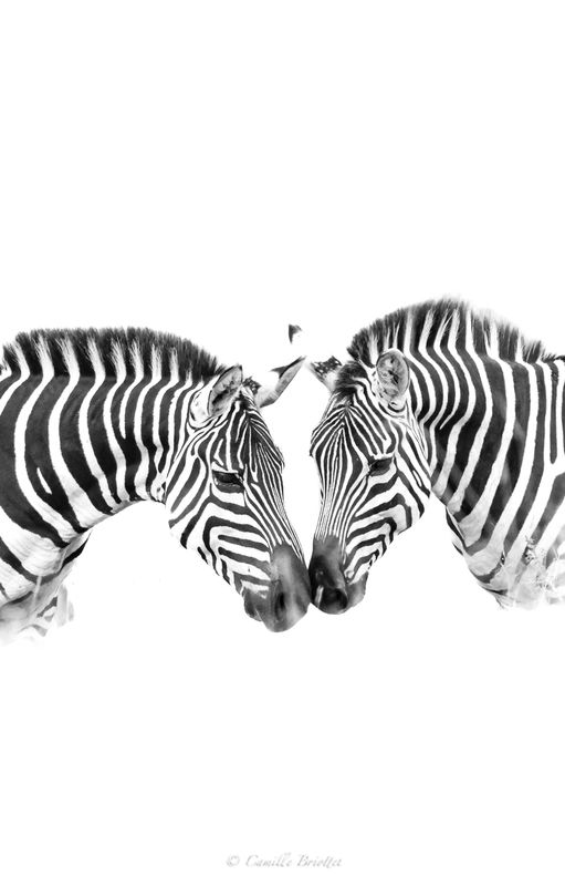 Câlin