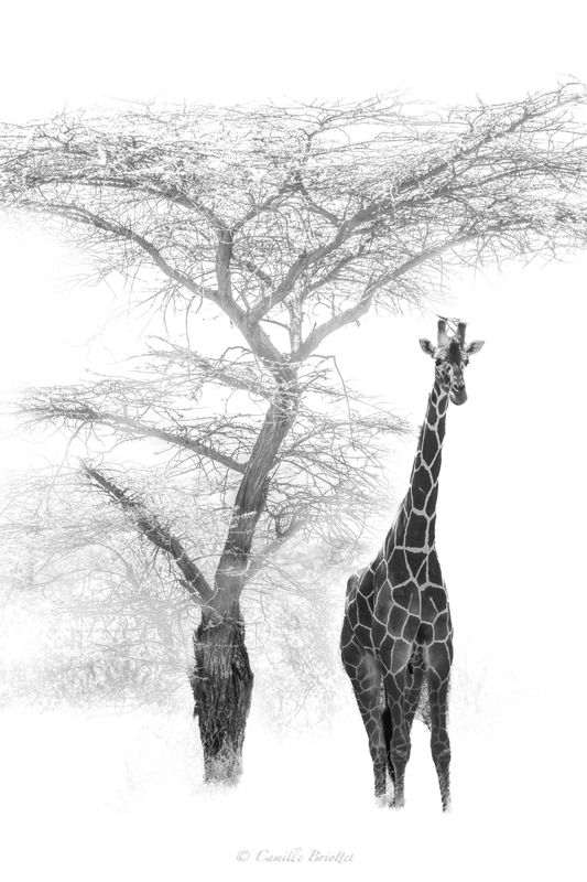 Auprès de mon arbre
