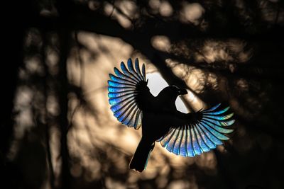 Oiseaux