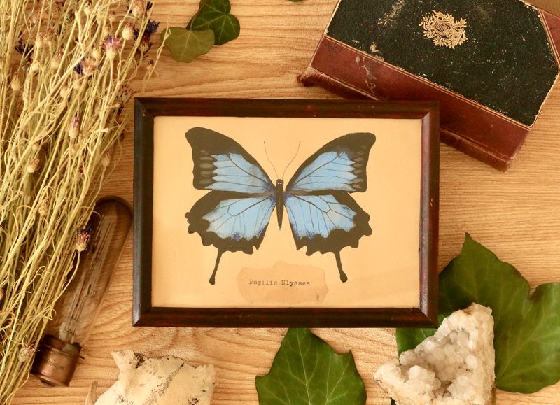 Papilio Ulysses - gerahmte Naturstudie