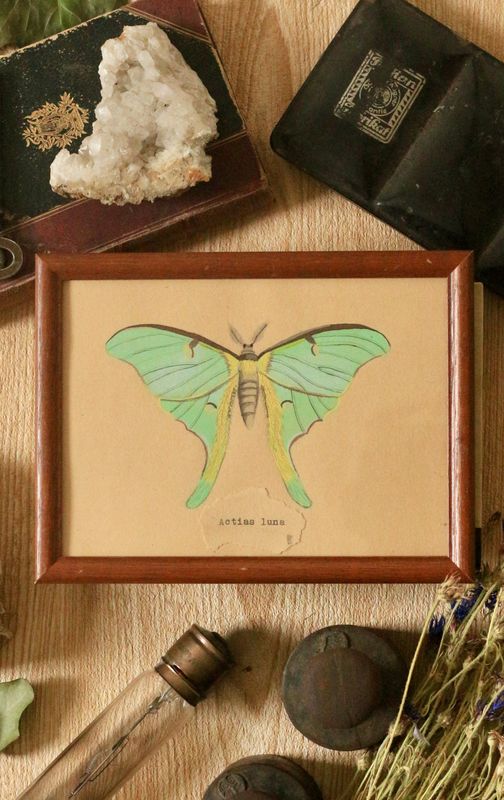 Actias luna - gerahmte Naturstudie