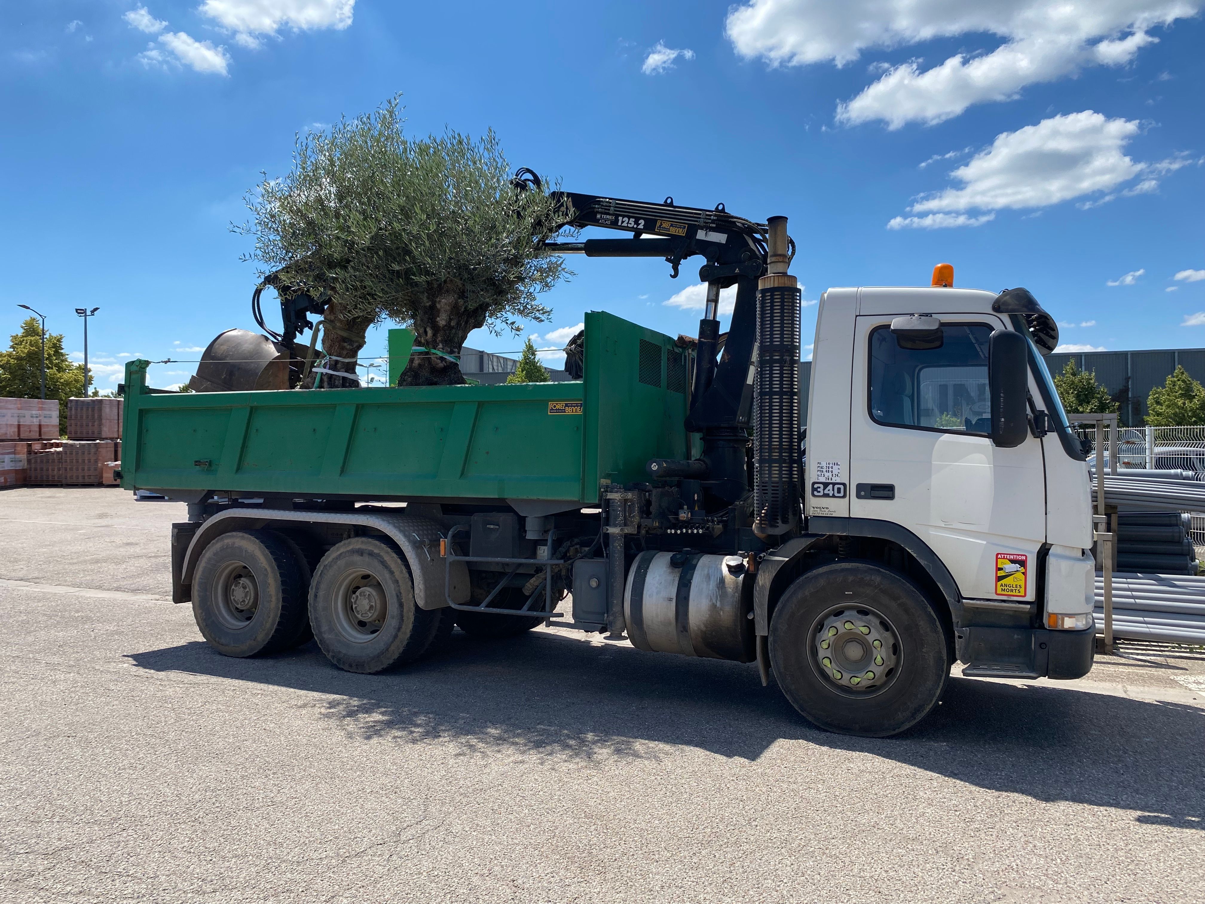 Olivier Oléa Europaéa PATA 120/140 ans