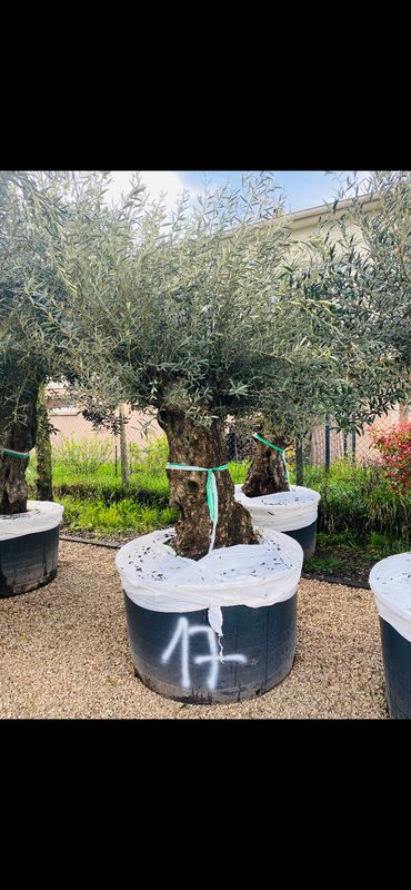 Olivier Oléa Europaéa PATA 120/140 ans