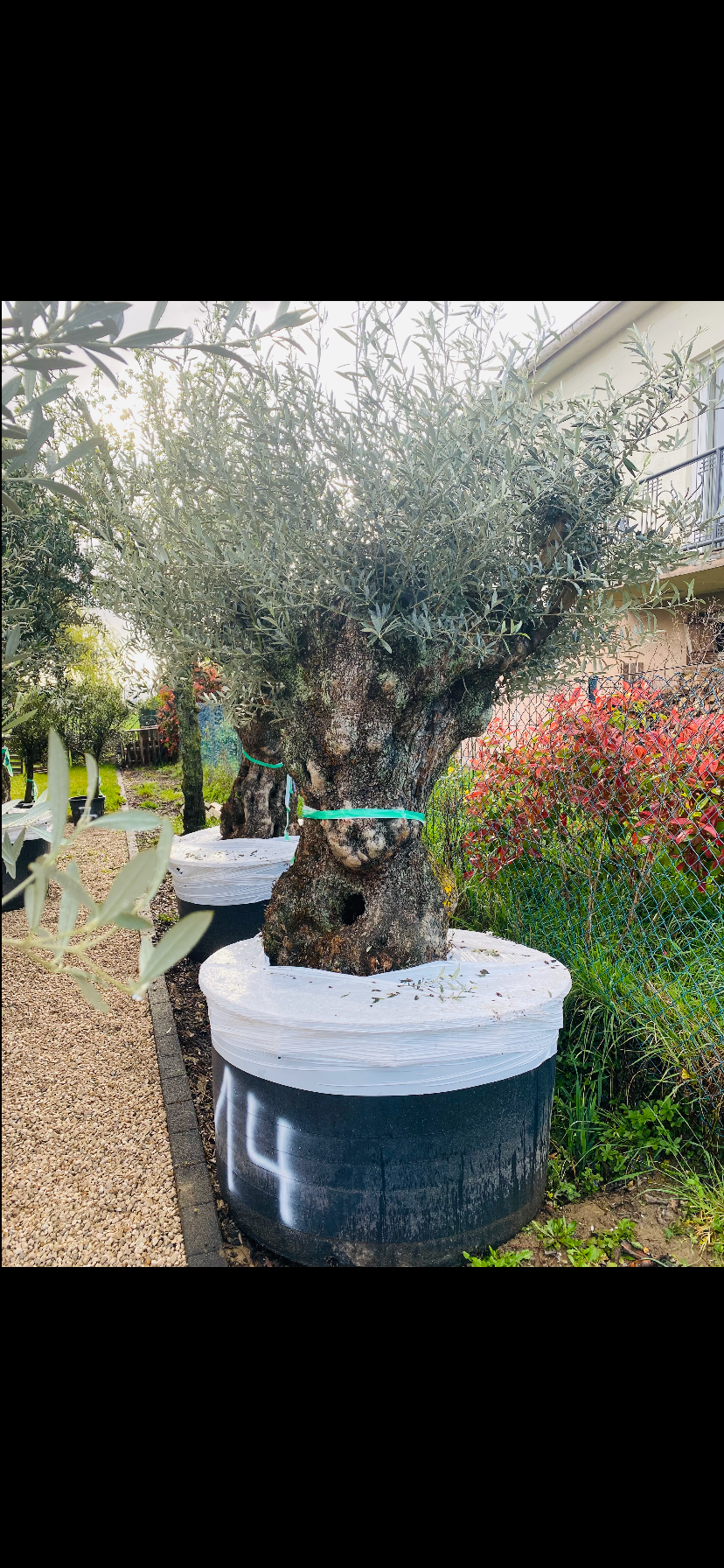 Olivier Oléa Europaéa PATA 120/140 ans