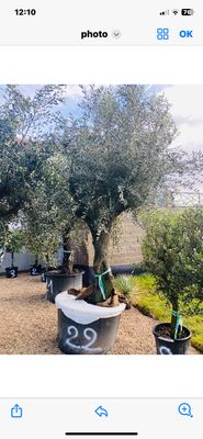 Olivier Oléa Europaéa RAMIFICADO 70/90 ans