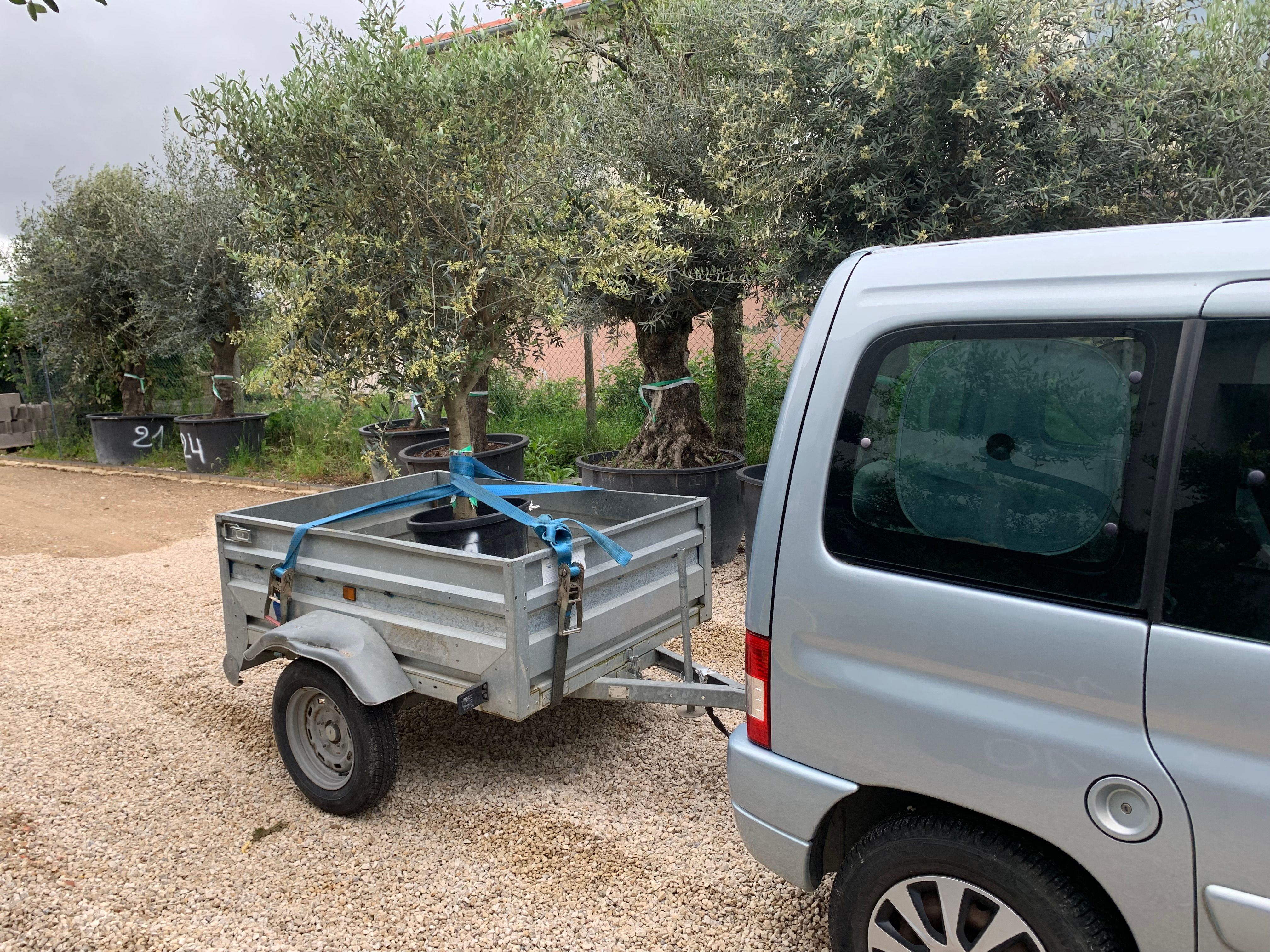 Olivier Oléa Europaéa 25/30 ans