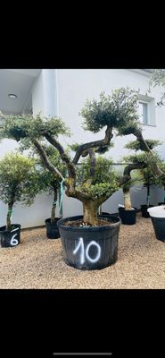 Olivier Oléa Europaéa PLATEAU (Bonsaï) 80/100 ans