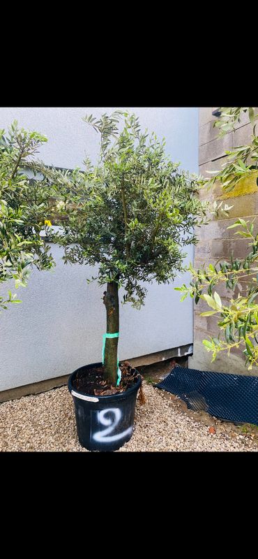 Olivier Oléa Europaéa 25/30 ans