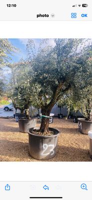 Olivier Oléa Europaéa RAMIFICADO 70/90 ans