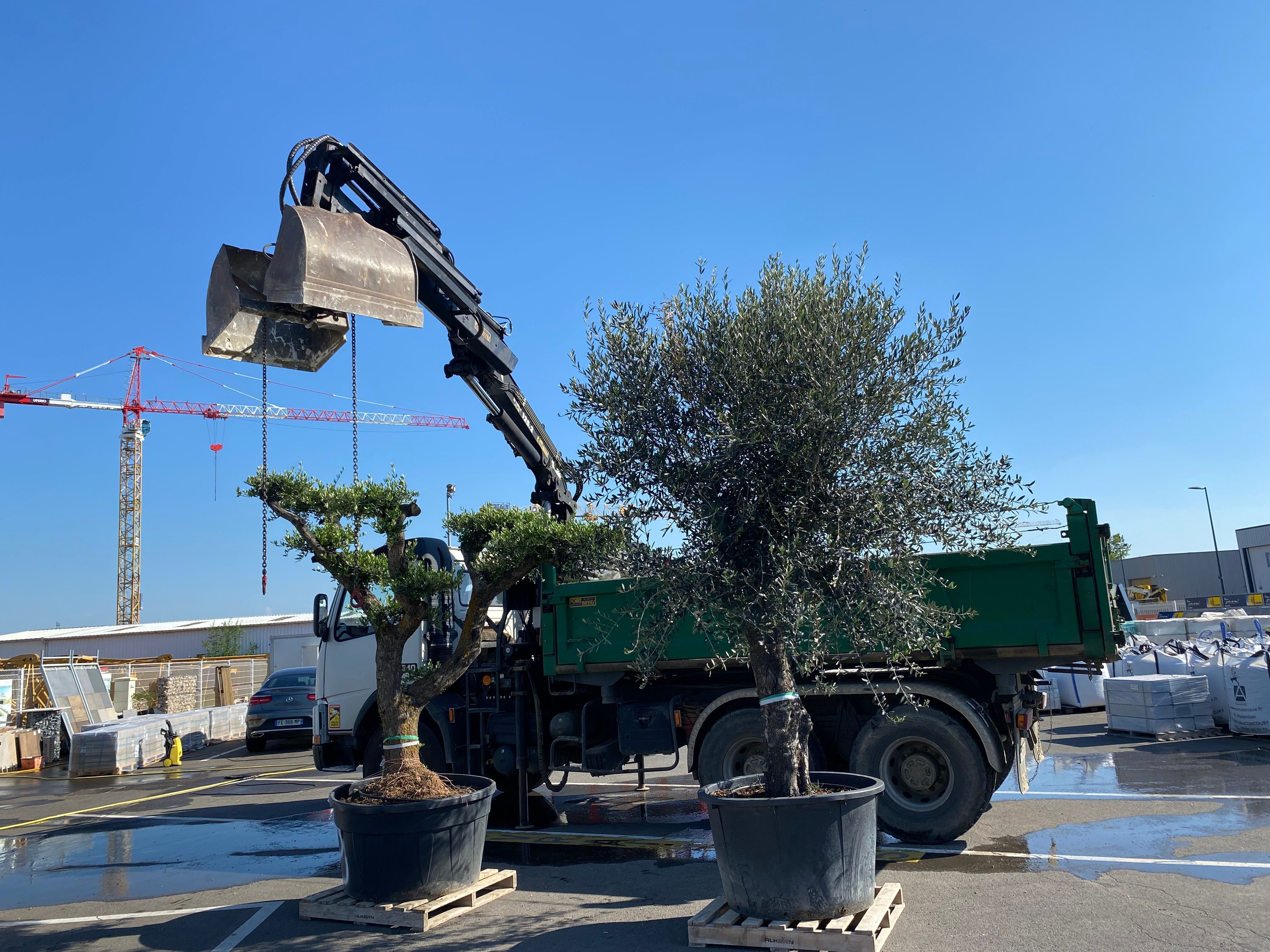 Olivier Oléa Europaéa PATEAU 80/100 ans