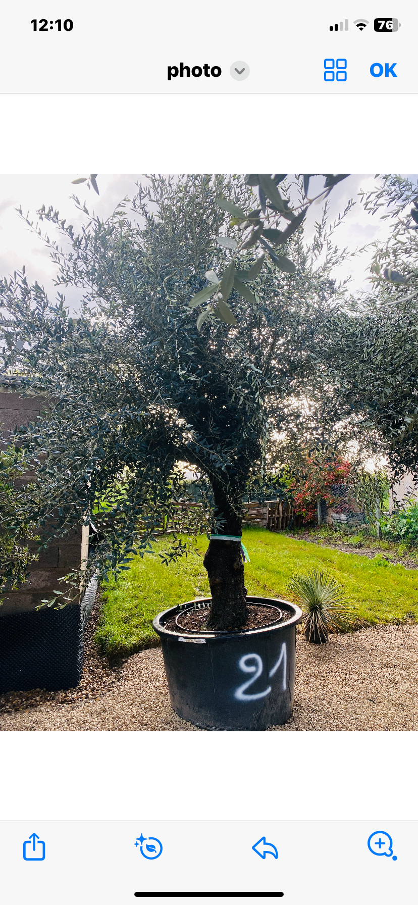 Olivier Oléa Europaéa RAMIFICADO 70/90 ans