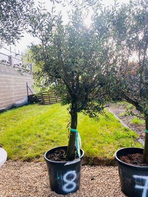 Olivier Oléa Europaéa 25/30 ans