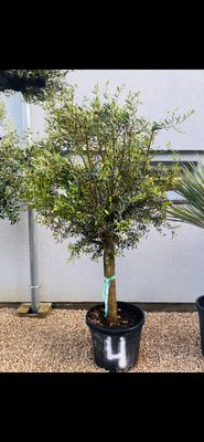 Olivier Oléa Europaéa 25/30 ans