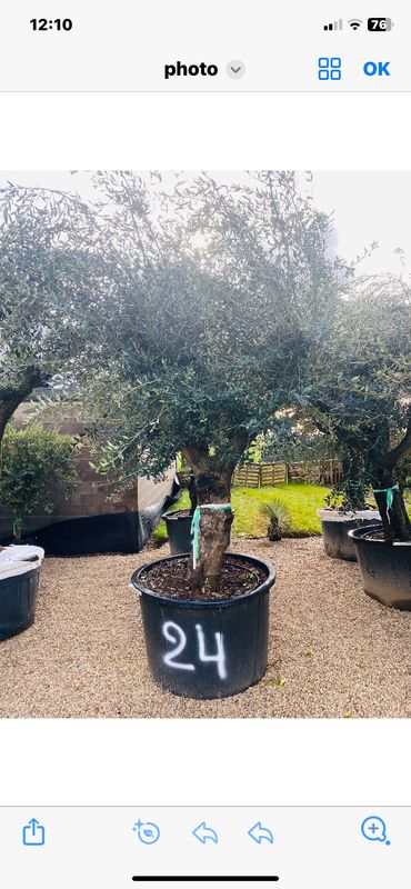 Olivier Oléa Europaéa RAMIFICADO 70/90 ans