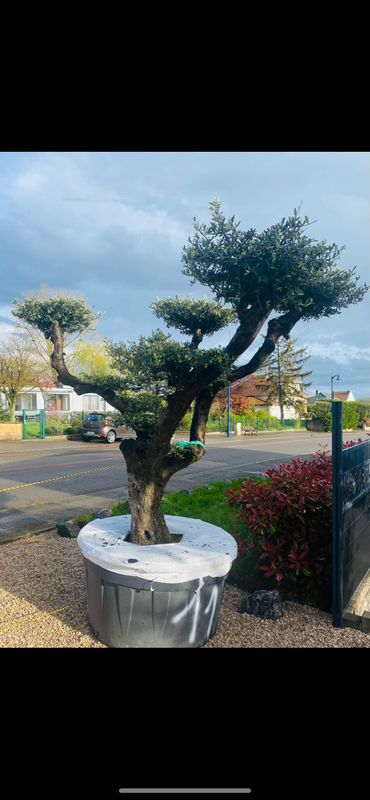 Olivier Oléa Europaéa PLATEAU (Bonsaï) 80/100 ans