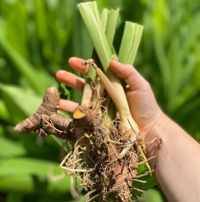 Turmeric Plants - Georgia Grown - Now You Can Grow Your Own Turmeric Plants - Georgia Grown - Now You Can Grow Your Own