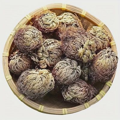 Rose of Jericho - The Resurrection Plant