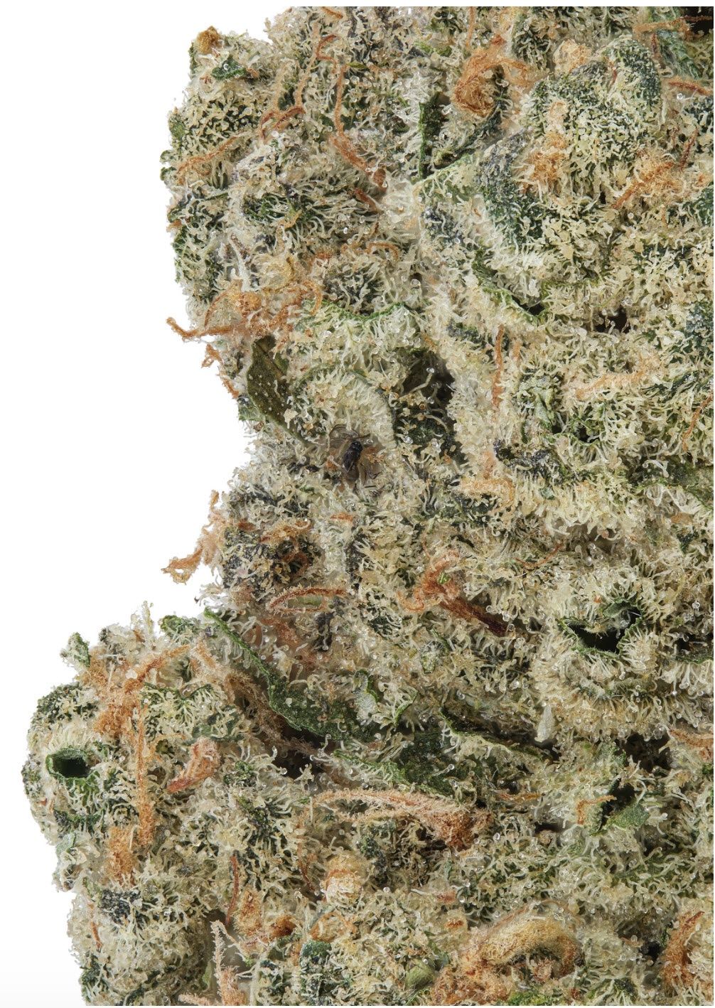 THCa Flower - Blue Dream (S)