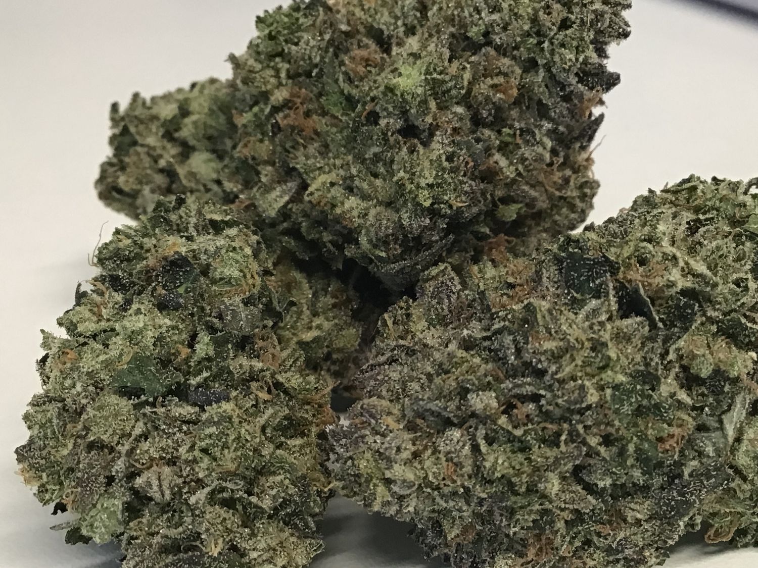 Pink Dutch