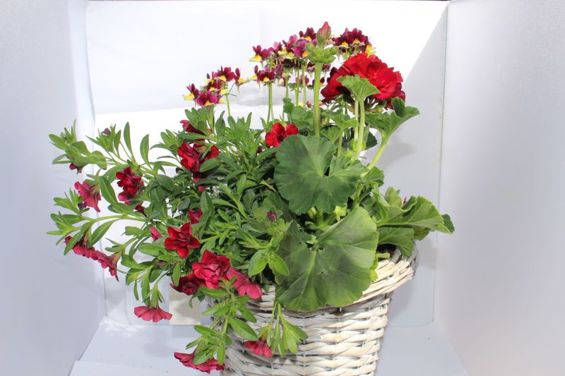 Blumenmix in Flechtkorb