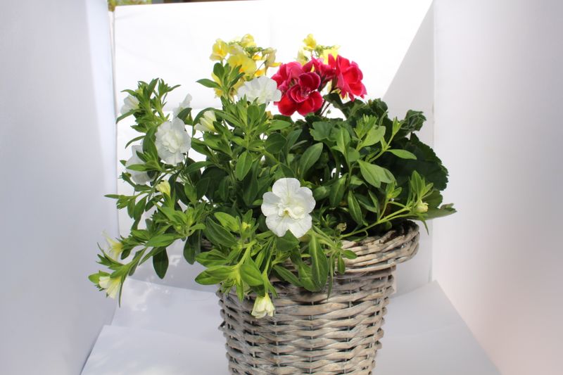 Blumenmix in Flechtkorb Pink/Weiß/Geld