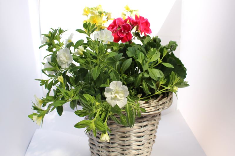 Blumenmix in Flechtkorb Pink/Weiß/Geld