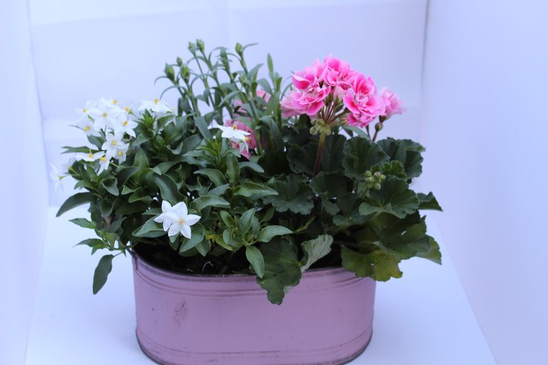 Blumenmix in Blechwanne Rosa (klein)
